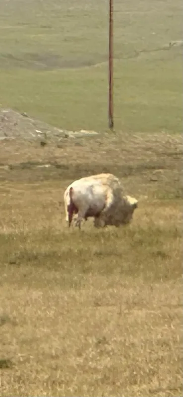 White Bison spotted on our Annual Poker Run today!!